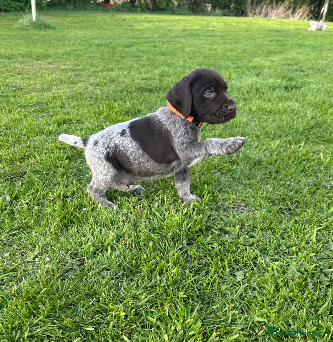 German Wirehaired Pointer dogs for sale: KC German Wirehaired Pointer Puppies - Advert 36