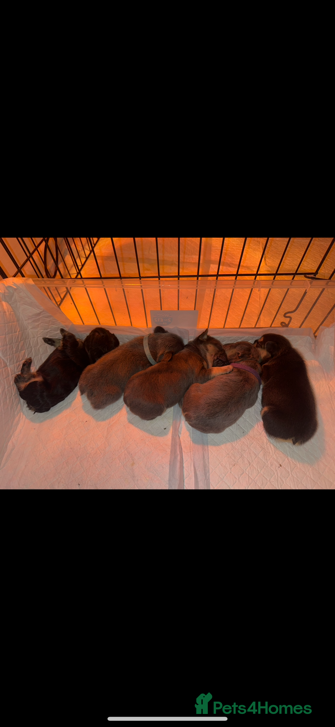 French Bulldog dogs for sale: New shade Full Fluffy French bulldog carrying pink - Advert 1