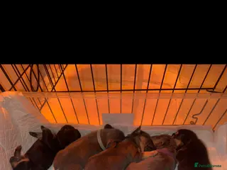 French Bulldog dogs New shade Full Fluffy French bulldog carrying pink - Advert 13