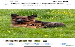 German Shepherd dogs for sale: Stunning long haired German shepherd puppies  - Image 8