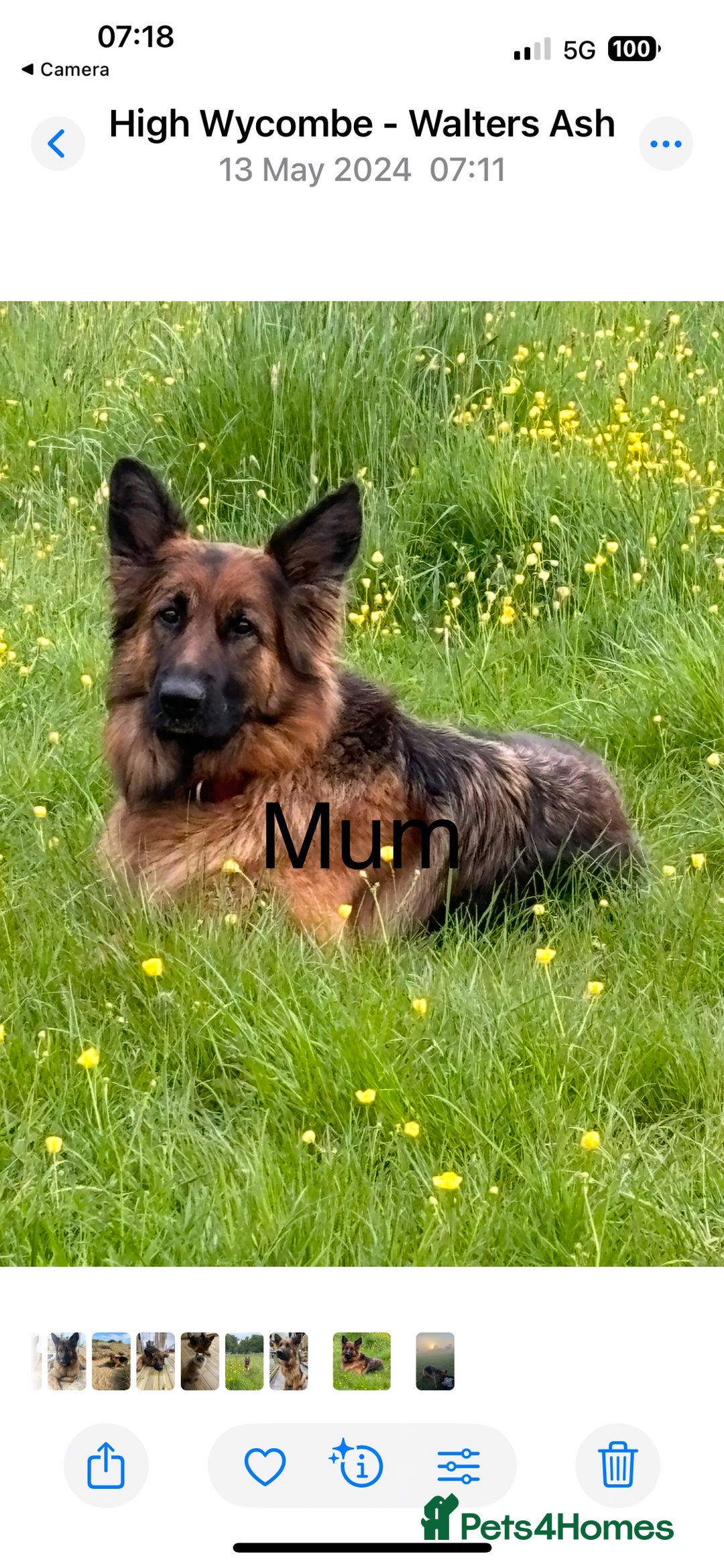 German Shepherd dogs for sale: Stunning long haired German shepherd puppies  - Image 8