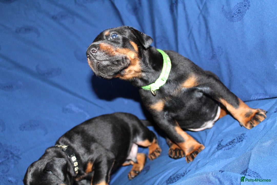Dobermann dogs for sale: Best quality European Doberman Puppies  - Image 6