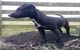 Patterjack dogs for sale: Patterdale - Advert 4