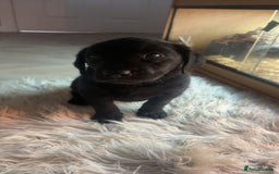 Labrador Retriever dogs for sale: Stunning Labrador puppies ready Wednesday!!! - Image 4