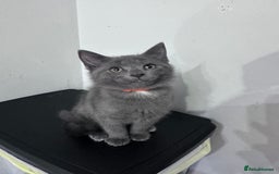 Siberian cats for sale: Siberian cross kittens - Image 13