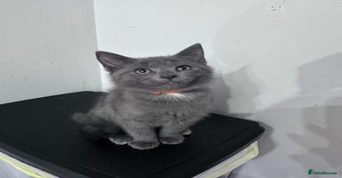 Siberian cats - Advert 11