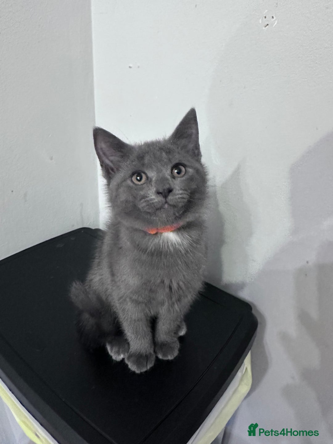 Siberian cats for sale: Siberian cross kittens - Image 13