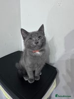 Siberian cats - Advert 6