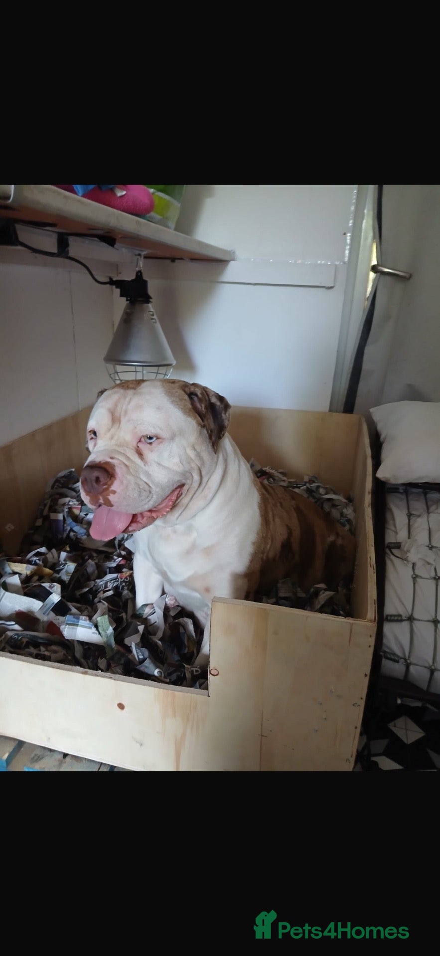 American Bully dogs for sale: American bully puppies  - Advert 3
