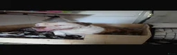 American Bully dogs for sale: American bully puppies  - Advert 1
