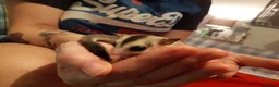Sugar Glider rodents for sale: Rare mocistuc morph with lineage  - Advert 24