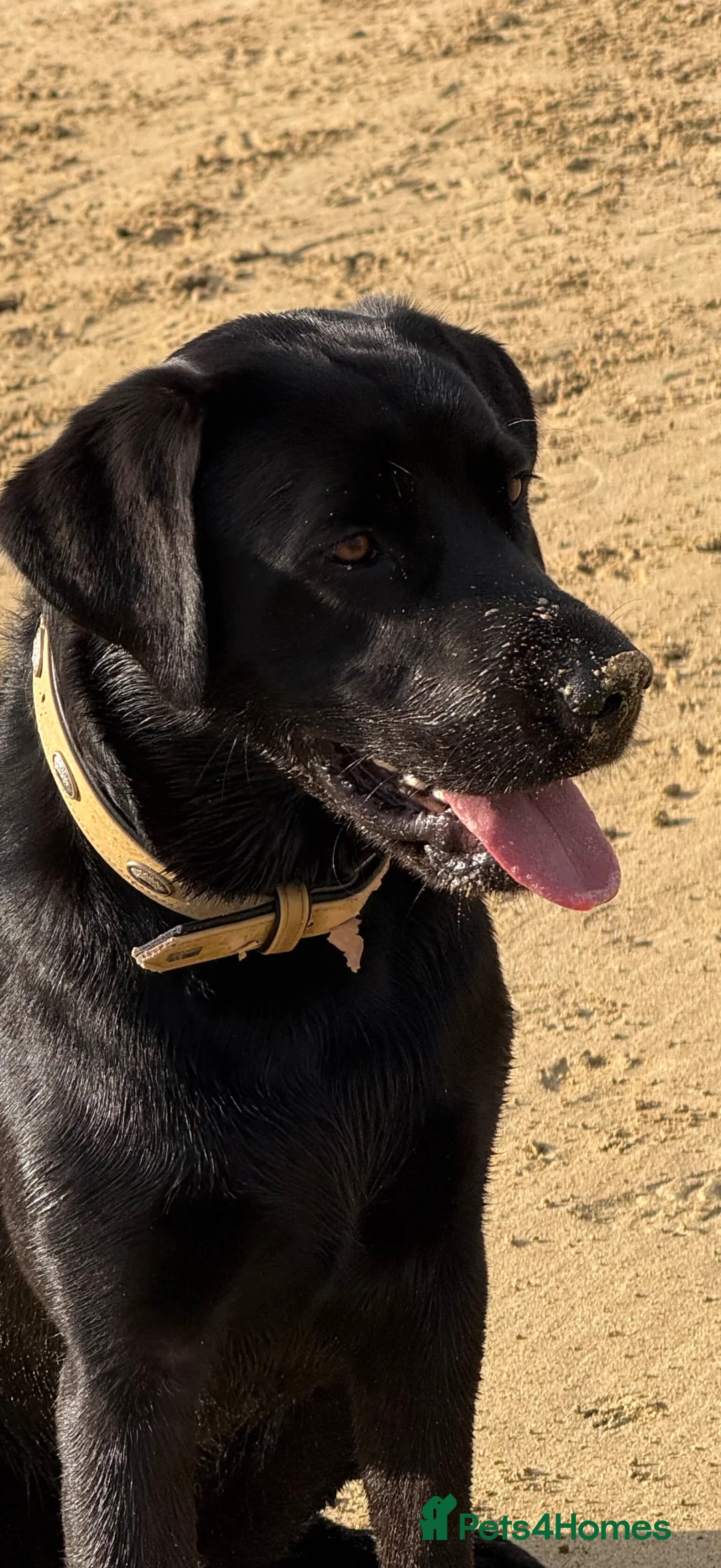 Labrador Retriever dogs for sale: Obi the Labrador  - Advert 7