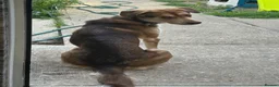 Mixed Breed dogs for sale: Huskamute cross in Edenbridge - Advert 2
