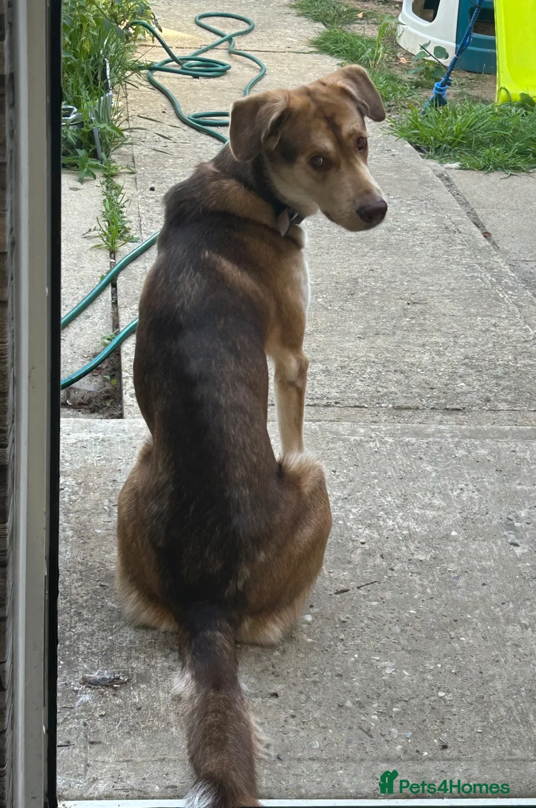 Mixed Breed dogs for sale: Huskamute cross in Edenbridge - Advert 2