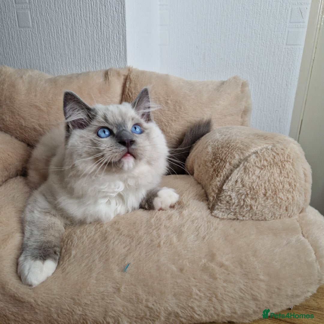 Ragdoll cats for sale: Ragdoll kittens  - Advert 14
