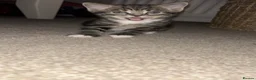 Mixed Breed cats for sale: Beautiful unique looking kittens  - Advert 12