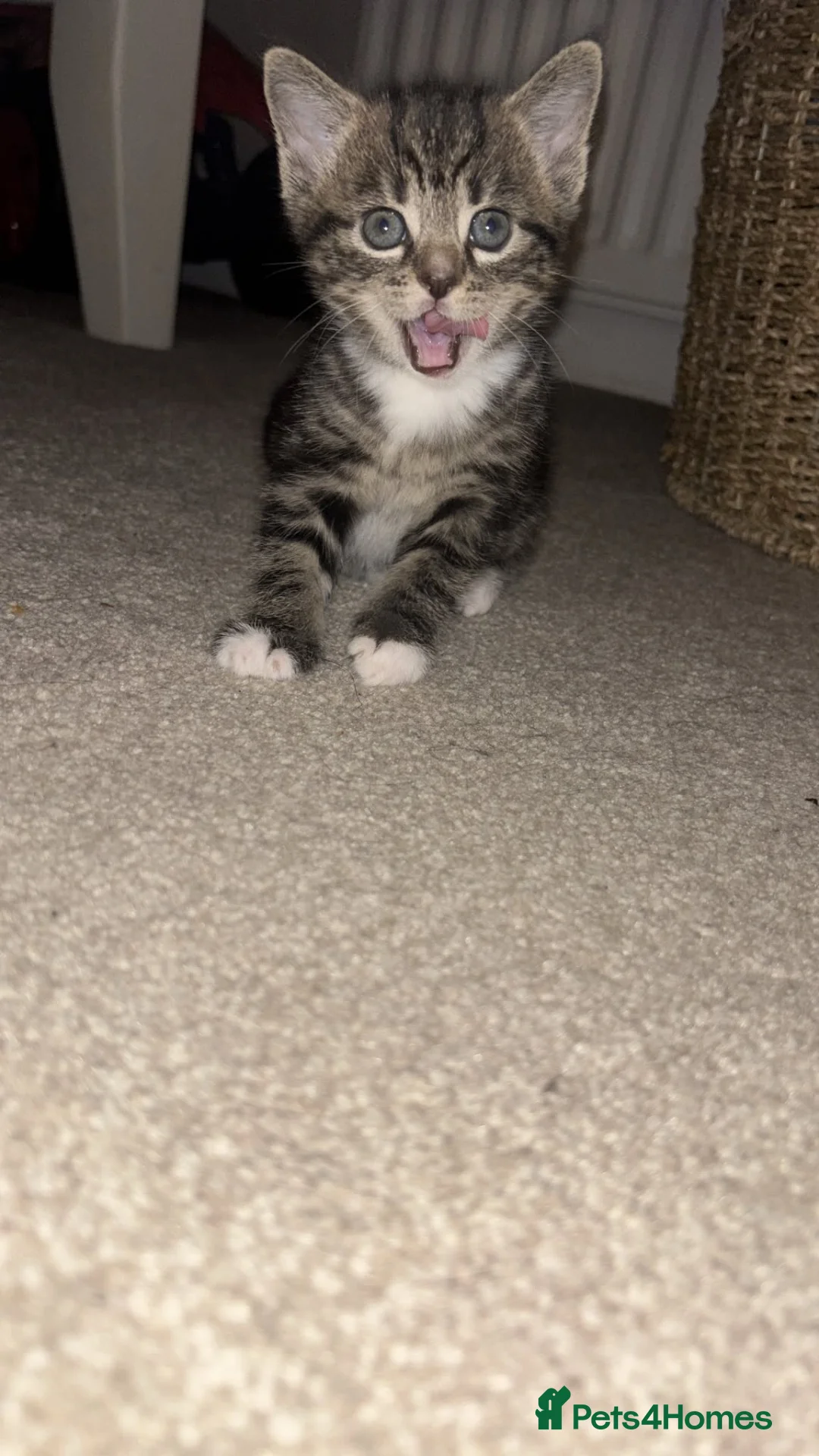 Mixed Breed cats for sale: Beautiful unique looking kittens  - Advert 12