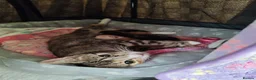 Mixed Breed cats for sale: 4 Beautiful kittens - Advert 5