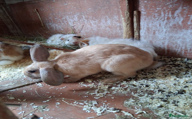 English Lop rabbits in Loughborough - Advert 6
