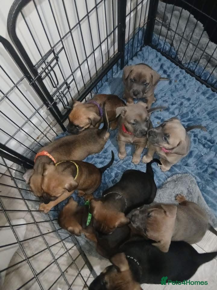 Mixed Breed dogs K1 bullherder (READY NOW) - Advert 2