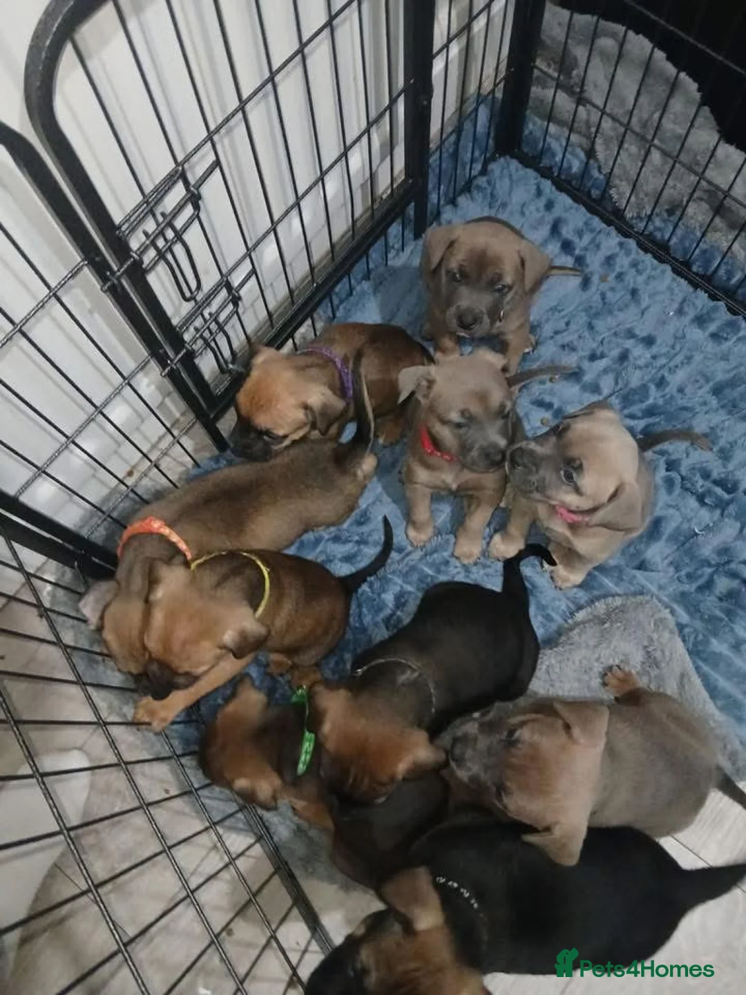 Mixed Breed dogs for sale: K1 bullherder (READY NOW) £300 each for last 4 - Advert 2