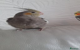 Cockatiels birds for sale: Male Cockatiels 8 weeks old - Image 2