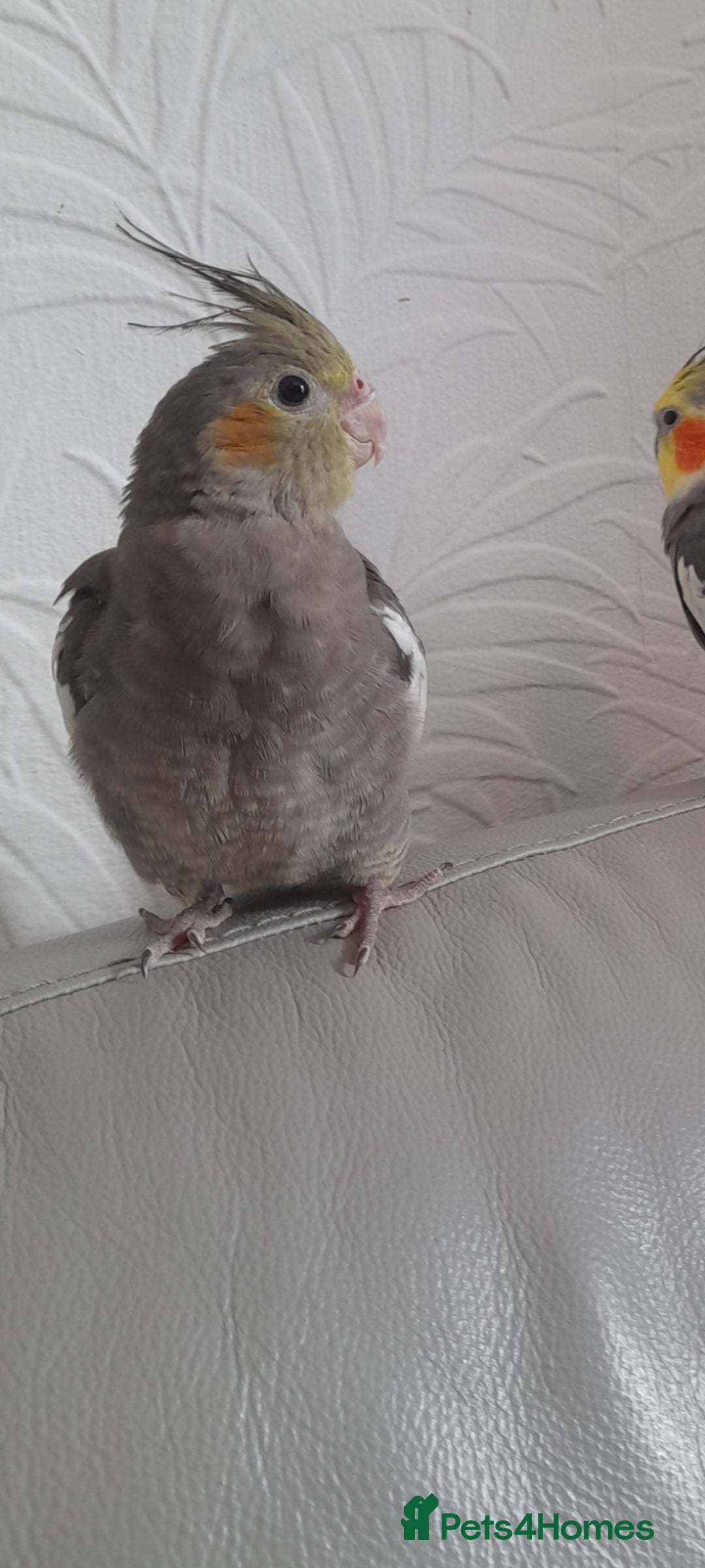 Cockatiels birds for sale: Male Cockatiels 8 weeks old - Image 2