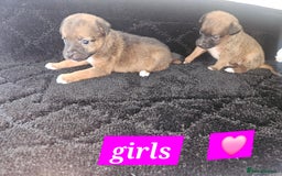 Jack Russell dogs for sale: Jack russell puppy's  - Image 4