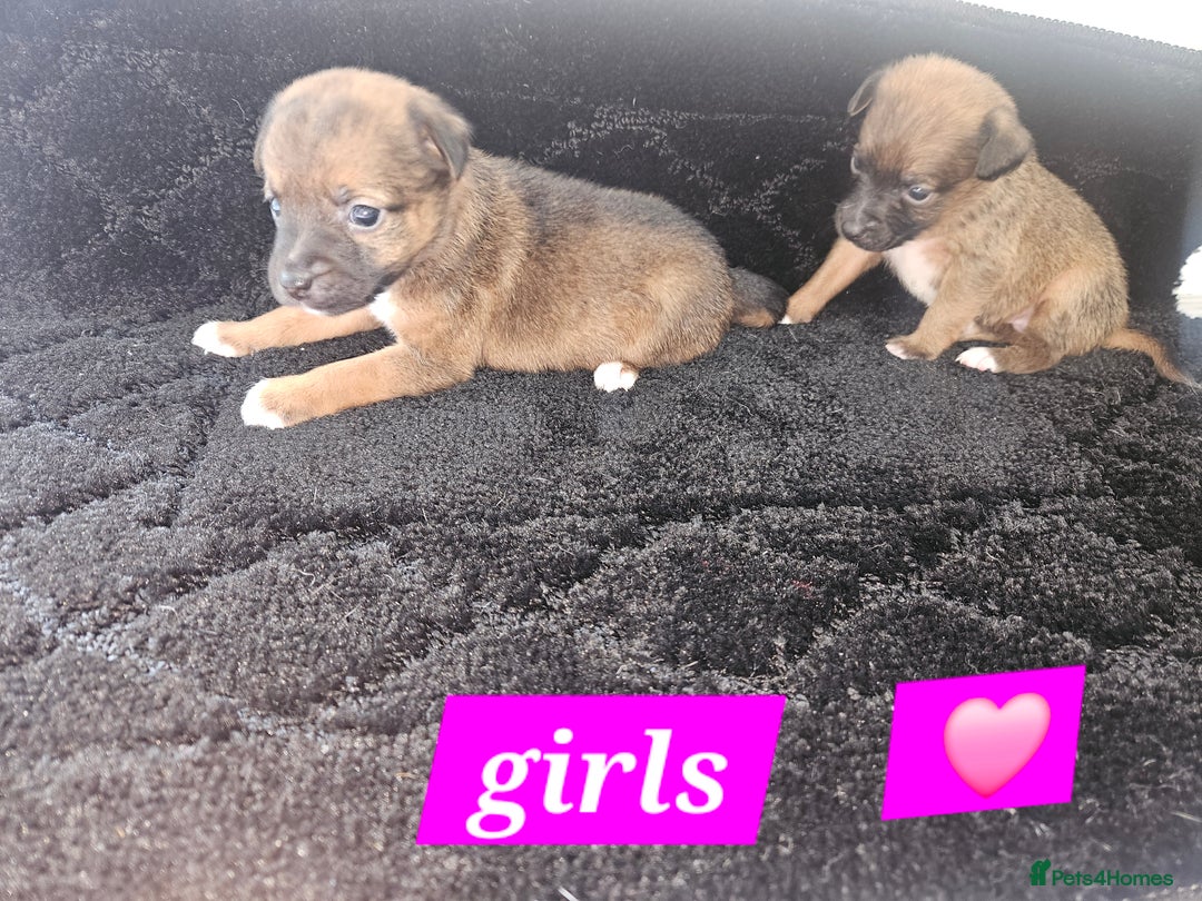 Jack Russell dogs for sale: Jack russell puppy's  - Image 4