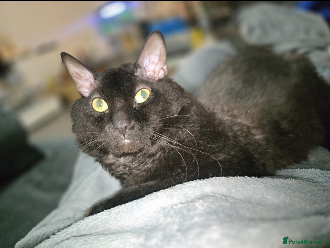 Sphynx cats for sale: Half Sphynx male - Advert 1