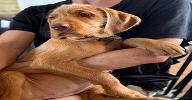 Hungarian Vizsla dogs in Cranbrook - Advert 14