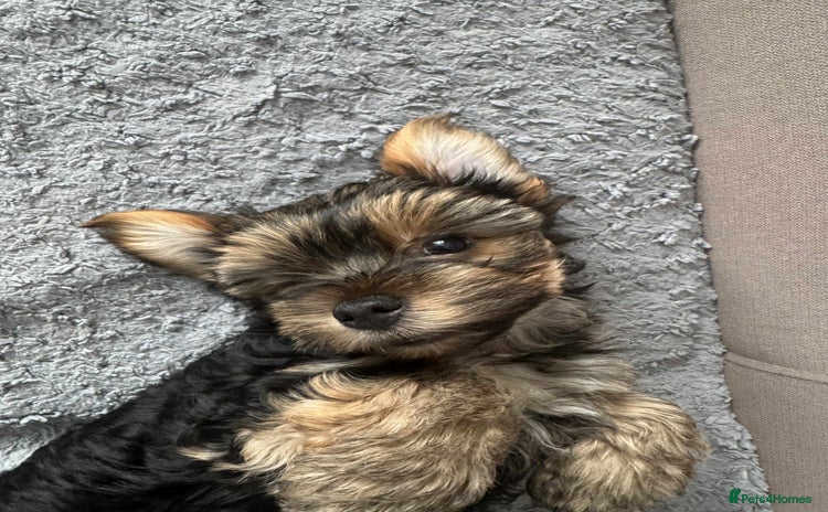 Yorkshire Terrier dogs - Advert 16