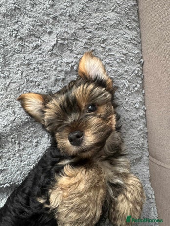 Yorkshire Terrier dogs - Advert 16