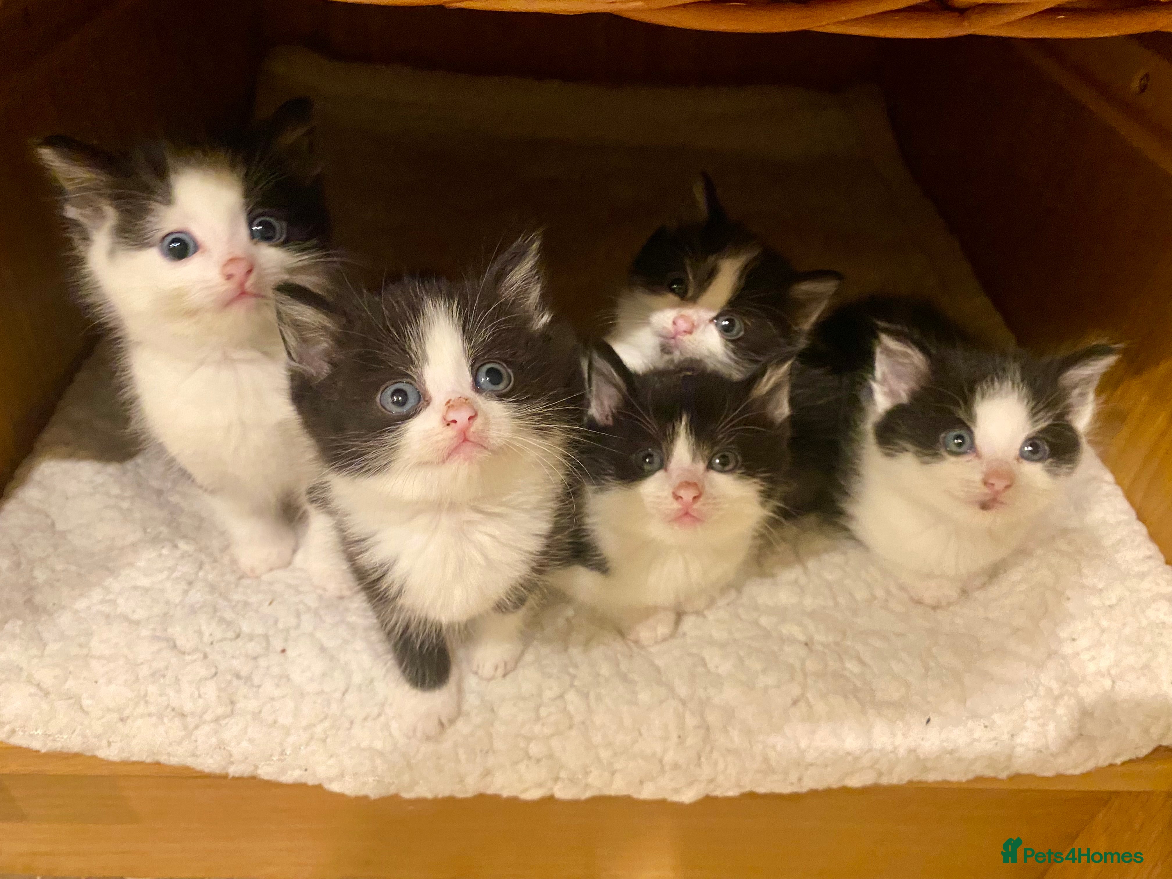 Mixed Breed cats Home-Raised Black & White Kittens– 10 Weeks Old 🐾 - Advert 3