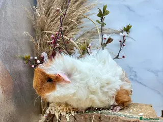 Guinea Pig rodents Multiple Guinea Pigs for sale 💗 - Advert 4