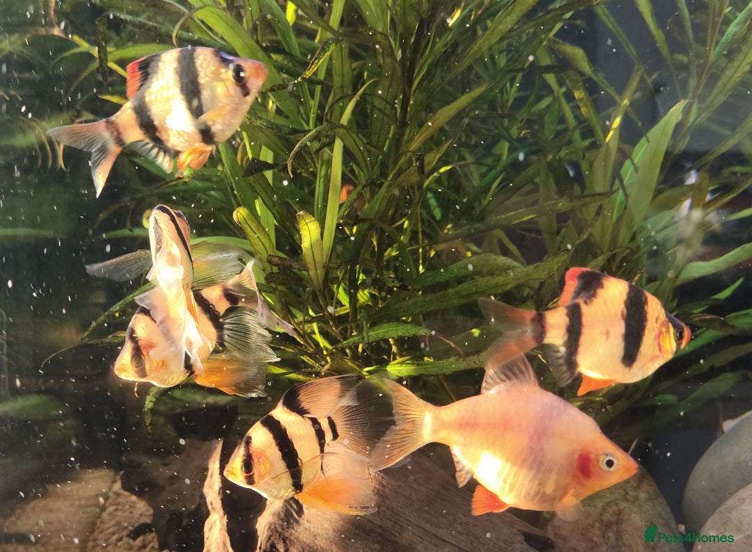 Other/Mixed Breed fish for sale: Mixed Tropical fish Molly/Blue Texas/Tiger barbs - Advert 14