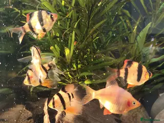 Other/Mixed Breed fish X6 Tiger barbs (Puntius Tetrazona) schooling fish - Advert 12