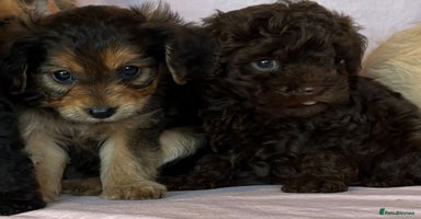 Mixed Breed dogs - Advert 14