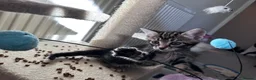 Mixed Breed cats for sale: Adorable bengal&tabby mix kittens  - Advert 23