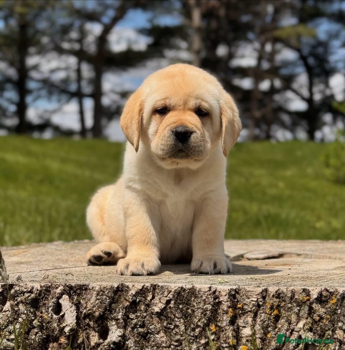 Labrador Retriever dogs Adorable labrador Boy  Looking for a Loving Home - Advert 13
