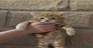 Mixed Breed cats Gorgeous kittens READY TODAY 2LEFT  - Advert 8