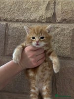 Mixed Breed cats Gorgeous kittens READY TODAY 2LEFT - Advert 8