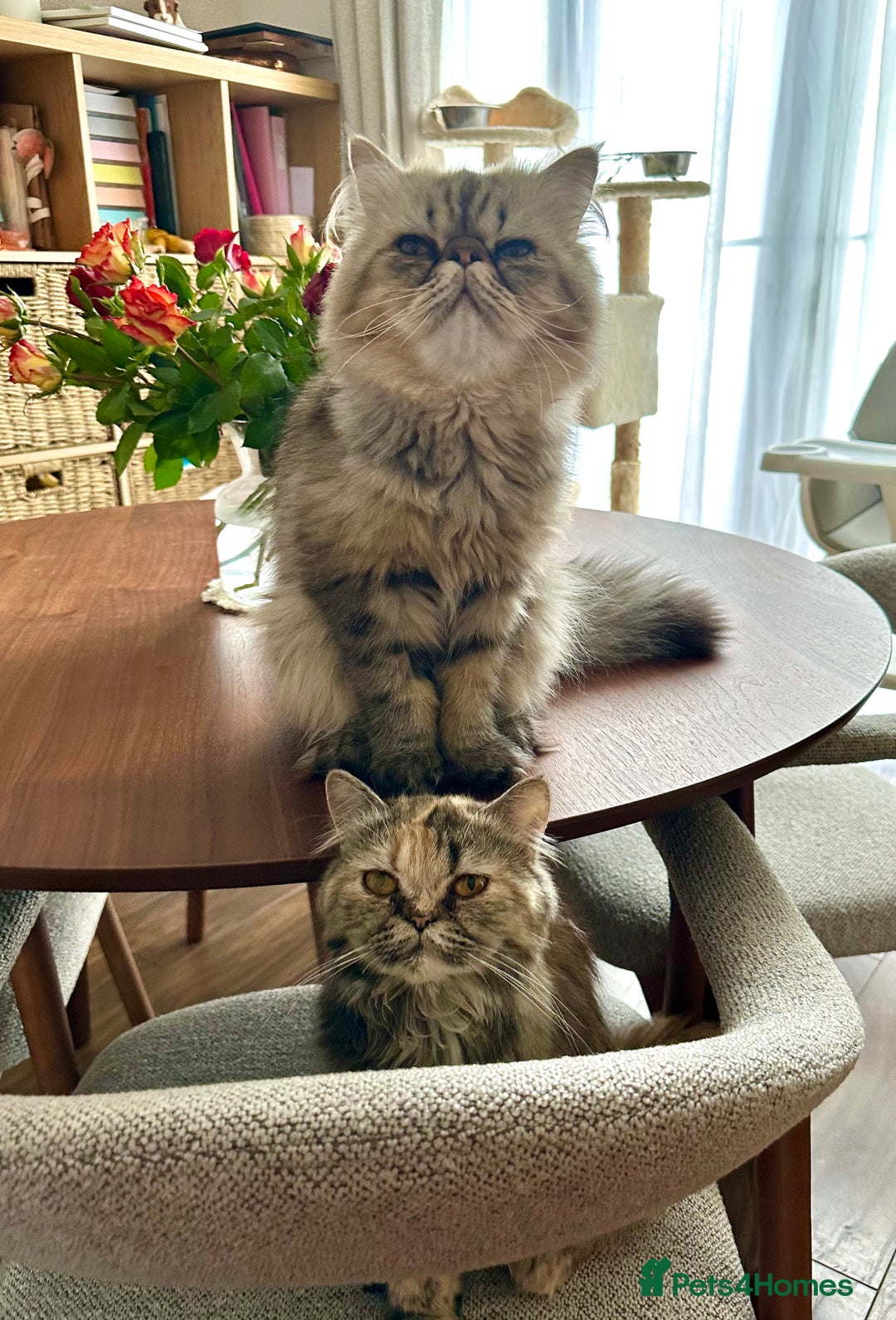 Persian cats for sale: Beautiful Kittens Looking for Forever Homes - Image 9
