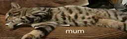 Mixed Breed cats for sale: Bengal x maincoon - Advert 1