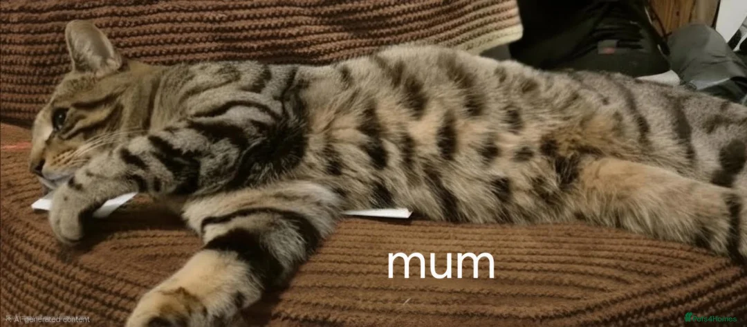 Mixed Breed cats for sale: Bengal x maincoon - Advert 1