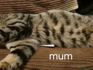 Mixed Breed cats Bengal x maincoon - Advert 1