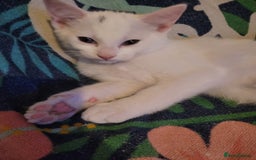 British Shorthair cats for sale: kittens - Image 4