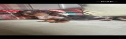 Miniature Dachshund dogs for sale: 4 miniature dachshunds - Advert 8