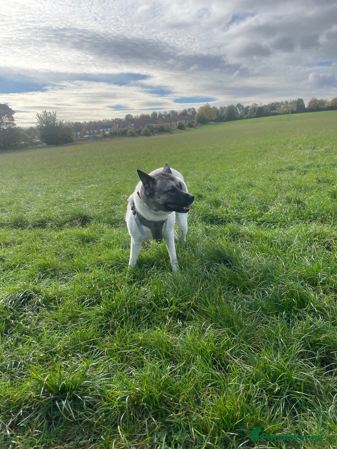 Akita dogs for sale: Female Akita  - Advert 2