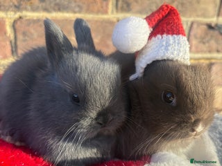Netherland Dwarf rabbits Sweet Blue Netherland dwarf bunnies - Advert 5